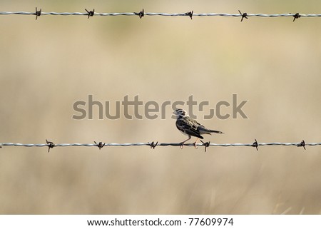 Lark Sparrow on a barbed-wire fence in the Texas Panhandle