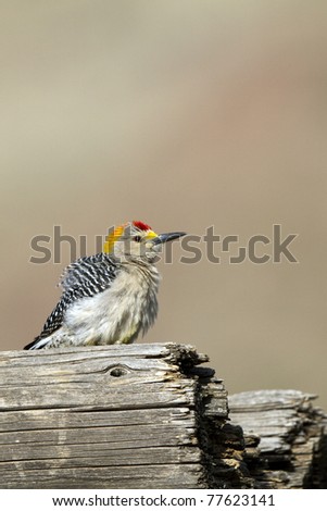 Male Golden-fronted Woodpecker with fluffed feathers