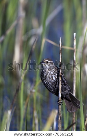 Female Red-winged Blackbird clings to a reed in a marsh