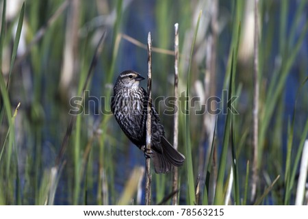 Female Red-winged Blackbird clings to a reed in a marsh