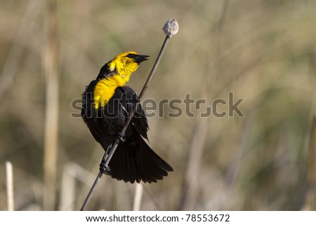 Male Yellow-headed Blackbird sings to defend his territory in spring