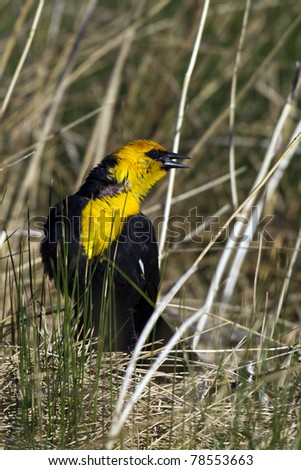 Male Yellow-headed Blackbird sings to defend his territory in spring
