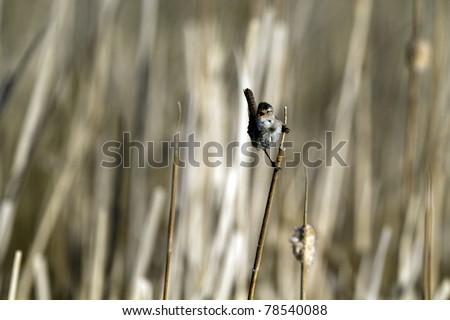 Male Marsh Wren sings to defend his territory in spring