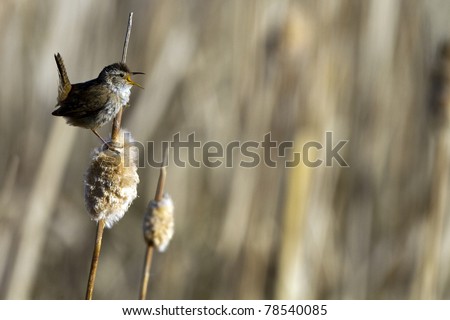 Male Marsh Wren sings to defend his territory in spring