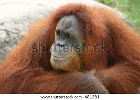 orangutan portrait