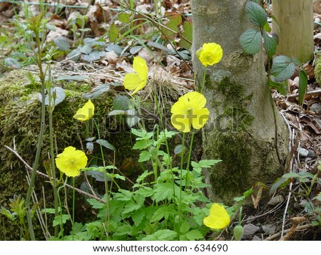 English Spring Flowers