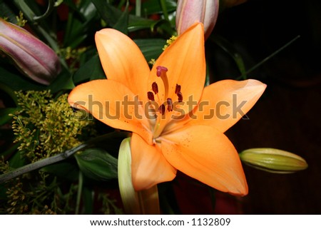 Orange oriental lily on dark background.Bright star like.