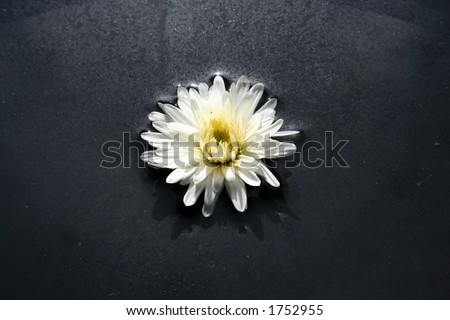 Chrysanthemum isolated on black water background