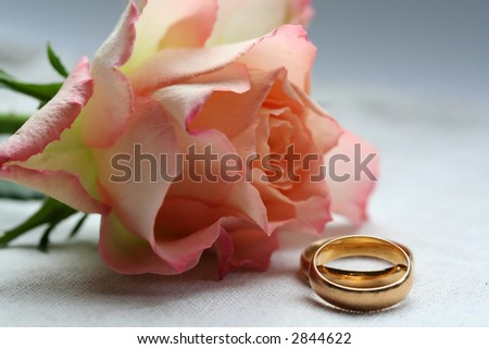 wedding bands with single pink rose as slightly blurred background