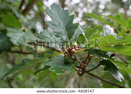 Acorn on oak tree