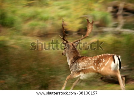 Male deer running with motion blur and copy space