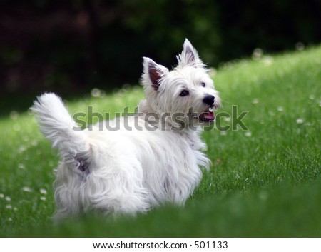 stock photo West Highland Terrier