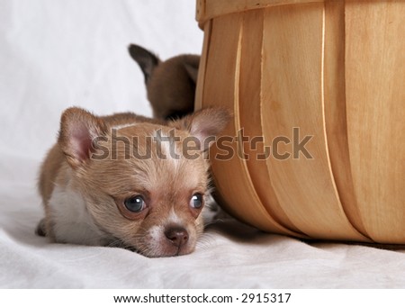 Chihuahua puppy lying down in front of a wooden fruit crate or basket