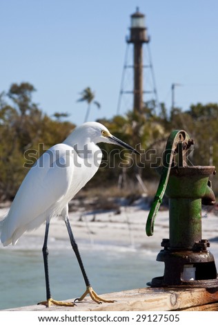 Snowy egret sitting on railing of fishing pier on Sanibel Island, Florida, with lighthouse in the background.