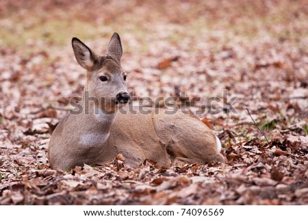 A cute little deer that you just want to hug in the park