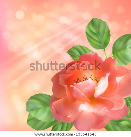 Vector background with a pink flower (rose), leaves, dewdrops, sun rays and blur. Floral artistic design. The flower is not crop, clipping mask is used.