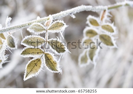 Frost leaves, frozen leaves