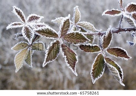 Frost leaves, frozen leaves