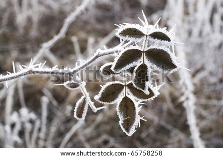Frost leaves, frozen leaves