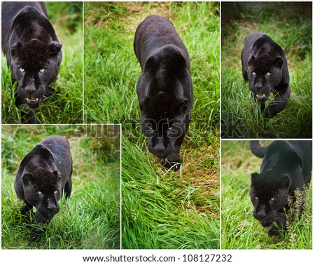 Collection of images of black jaguar big cat Panthera Onca in captivity