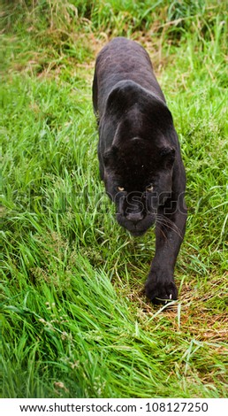 Black jaguar Panthera Onca prowling through long grass in captivity