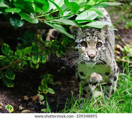 Clouded leopard Neofelis Nebulova big cat in captivity