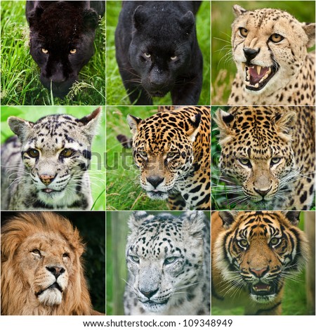 Collection of portraits of all big cats black leopard, black jaguar, cheetah, clouded leopard, jaguar, leopard, lion, snow leopard, tiger in captivity