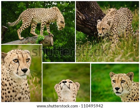 Collection of five images of cheetah big cat in captivity