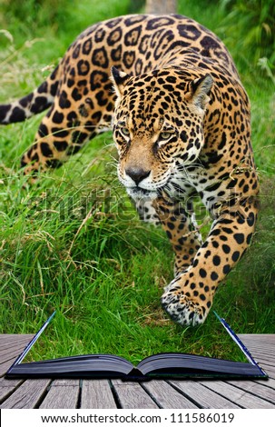 Creative composite image of jaguar in pages of magic book