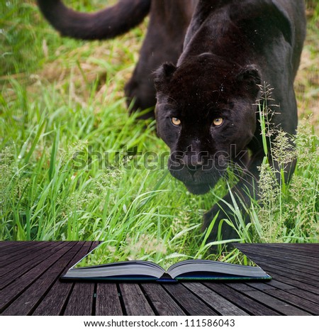 Creative image of black jaguar prowling into pages in book