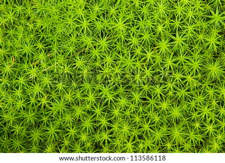 Background of vibrant lush green plants found in woodland