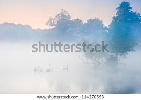 Family of swans swim across misty foggy Autumn Fall lake