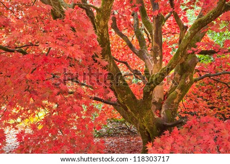 Beautiful image of Autumn Fall colors in nature of flora and foliage