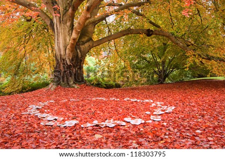 Beautiful image of Autumn Fall colors in nature of flora and foliage fairy ring of mushrooms