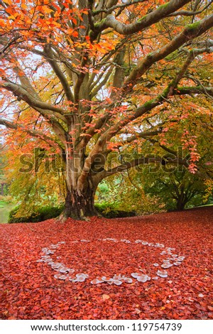 Beautiful image of Autumn Fall colors in nature of flora and foliage fairy ring of mushrooms