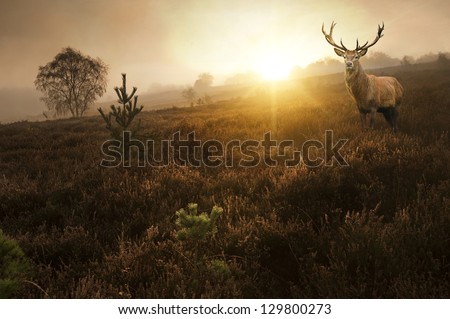 Beautiful forest landscape of foggy sunrise in forest with red deer stag