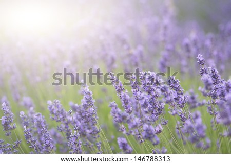 Beautiful lavender field with sun flare and shallow depth of field differential focus technique
