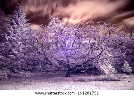Beautiful infra red landscape forest image