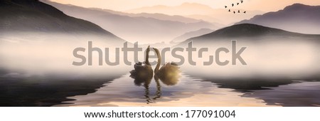 Beautiful romantic image of swans on misty lake with mountains in background landscape