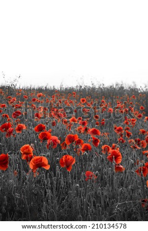 Beautiful Remembrance Day poppy field landscape