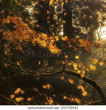 Beautiful golden Autumn leaves with bright back lighting from sunrise