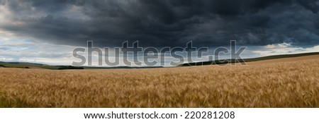 Stunning countryside panorama landscape wheat field in Summer sunset