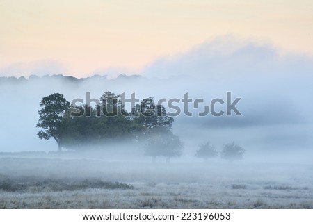 Beautiful thick fog sunrise Autumn Fall landscape over fields with treetops visible through fog