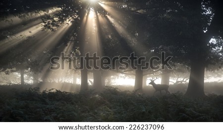 Red deer stag illuminated by sun beams through forest landscape on foggy Autumn Fall morning