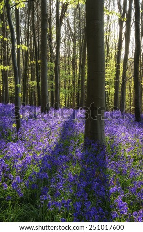 Beautiful morning in Spring bluebell forest