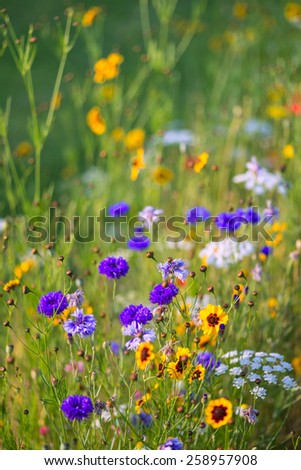 Beautiful wild flower meadow in Summer