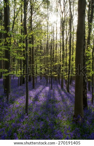 Beautiful morning in Spring bluebell forest