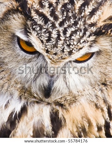 stock photo Full frontal close up of eagle owl