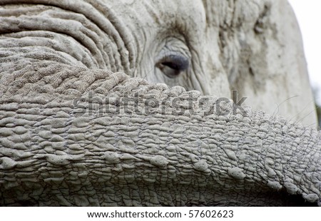 African elephant face close up