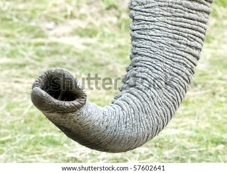 Logo Design Rubric on Elephant Pictures With Trunk Up